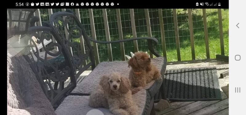 Screenshot_20220625-175432_Facebook