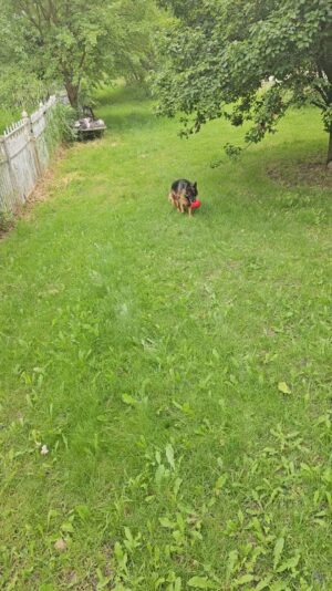 VideoCapture_20240613-232418