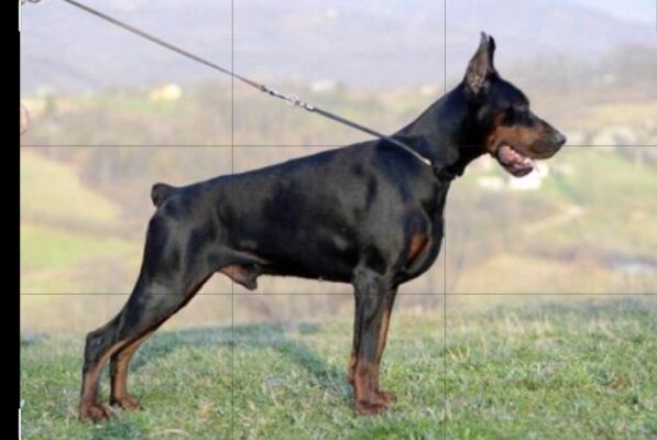 Screenshot_20240609_162250_Photo Editor