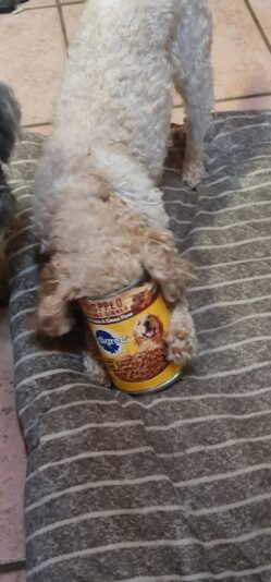 0a57874f-e502-4a6d-8161-84a7fcb34386-1_all_976