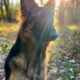 German Shepherd Puppies