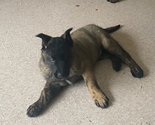 Belgium Malanois and Dutch Shepherd 1 img 8623 6ed8419e