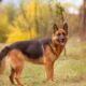 German Shepherd Dog