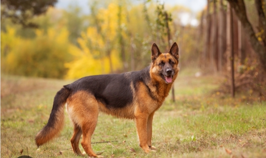 screenshot 20250315 180146 chrome 7b0b548a