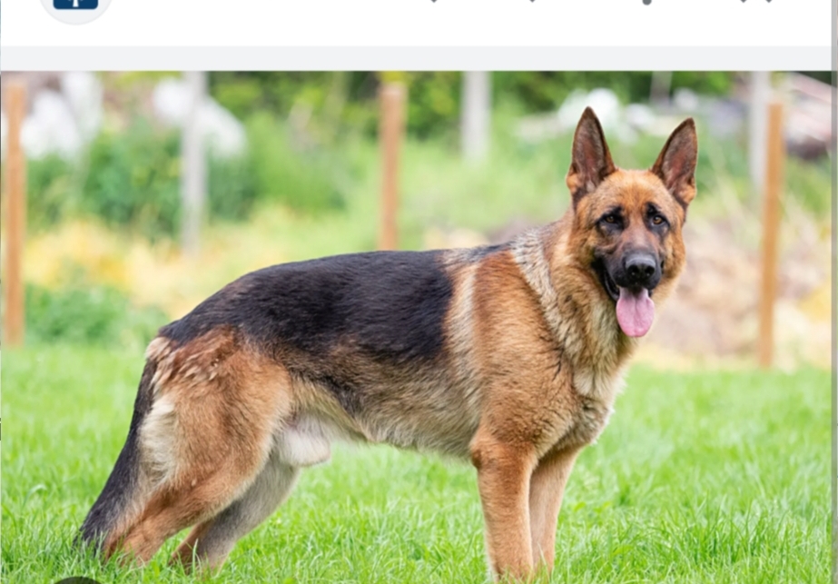 screenshot 20250315 180129 chrome 01ba909c